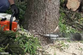 Logansport, IN Tree Removal Company